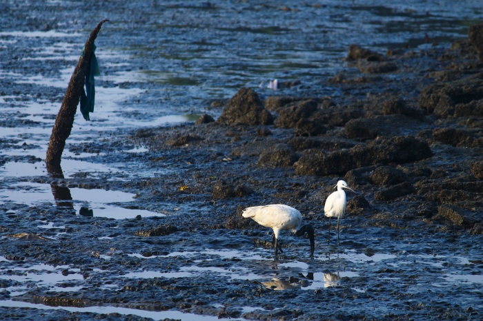 A black headed Ibis and an Egret look for food