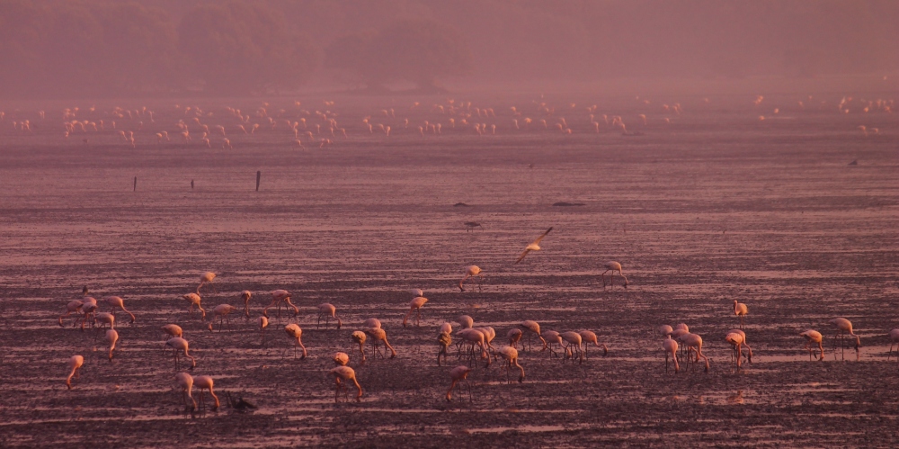 A sea of Flamingos